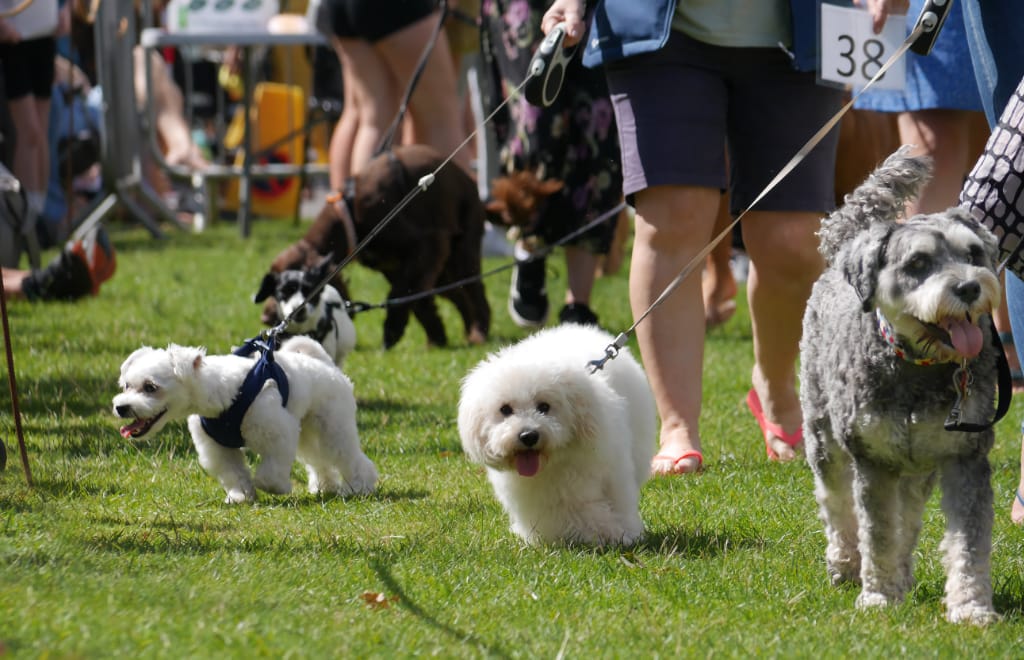 Dawlish Celebrates Carnival 2021 Dog Show